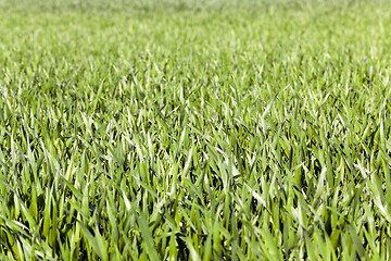 Image showing wheat germ .  close-up  