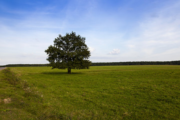Image showing tree in the field 