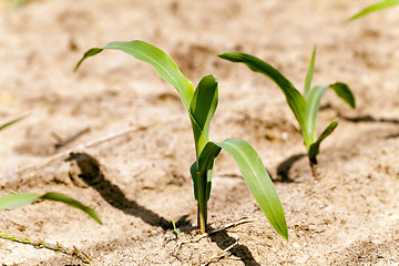 Image showing corn germ .  close up