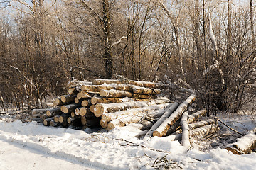 Image showing   timber in the winter 