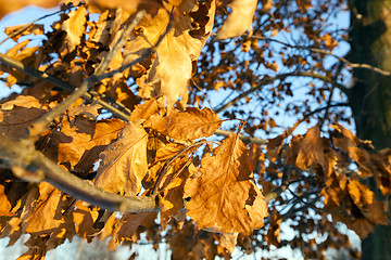 Image showing yellow dry leaves  