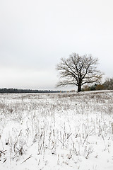 Image showing lonely tree .  snow.