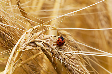 Image showing  grow ripe cereals