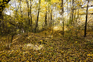 Image showing autumn forest , photographed  