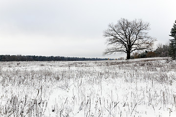 Image showing lonely tree .  snow.