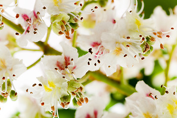 Image showing blooming chestnut tree  