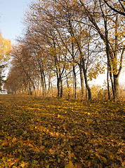 Image showing autumn trees. Belarus