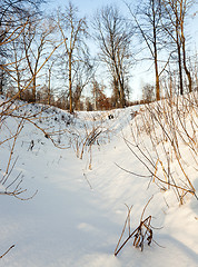 Image showing trees in winter  