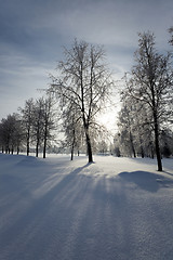 Image showing trees in winter 