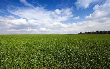 Image showing cereal field.  Agricultural 