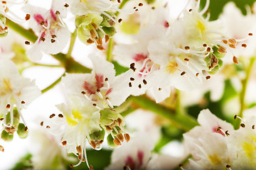 Image showing blooming chestnut . close-up 