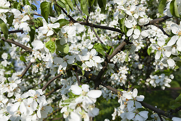 Image showing cherry blossoms . spring  