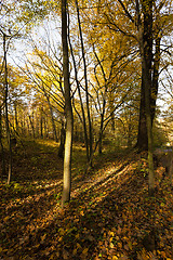 Image showing   the trees .  autumn season