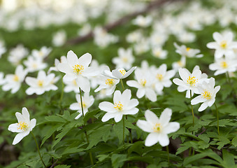 Image showing spring flowers . close-up