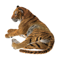 Image showing Big Cat Tiger Resting on White