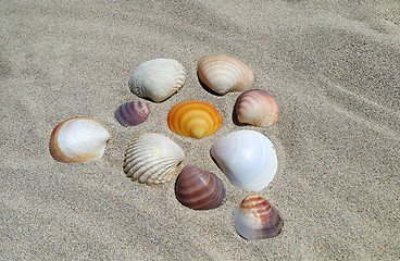 Image showing Sea shells on the sand