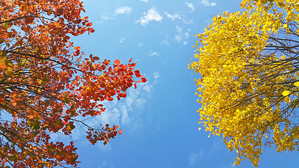 Image showing Bright yellow and red branches of autumn tree on blue sky 
