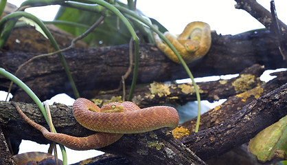 Image showing Green Bush Viper