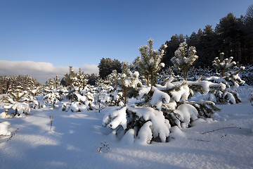 Image showing pine trees in winter 