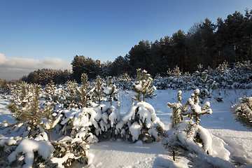 Image showing pine trees in winter 