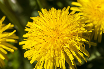 Image showing  yellow dandelion flowers