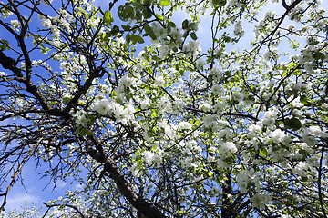 Image showing cherry blossoms . spring  