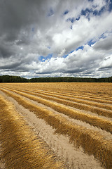 Image showing Flax field . autumn