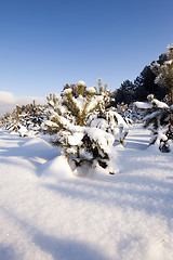 Image showing pine trees in winter 