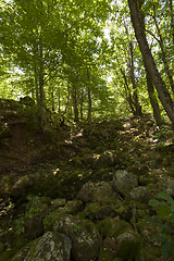 Image showing mountain river .  forest