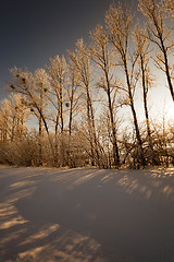 Image showing trees in winter  