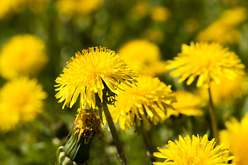 Image showing  yellow dandelion flowers