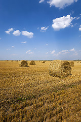 Image showing   field after harvesting 