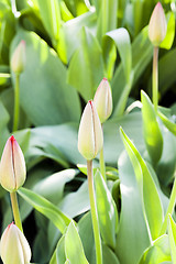 Image showing red tulips  . spring