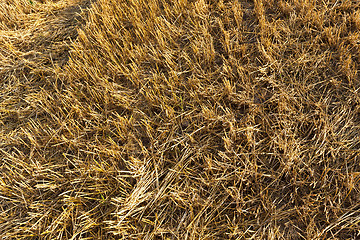 Image showing harvesting cereals . Agriculture