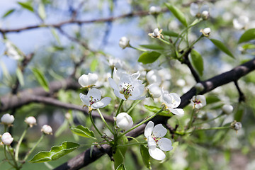 Image showing   White cherry blossoms 