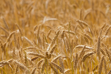 Image showing   ears of rye  