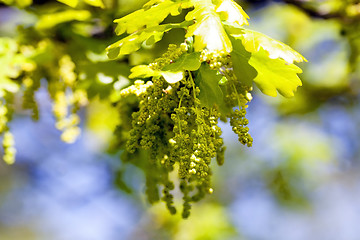 Image showing blooming oak . spring 