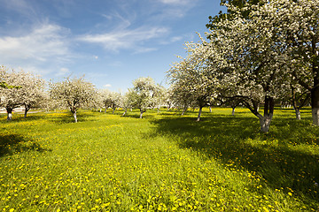Image showing cherry . spring season