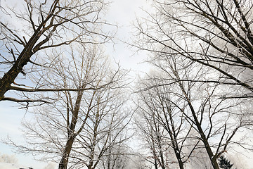 Image showing   trees in the park  