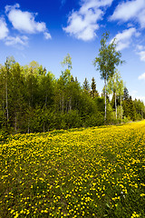 Image showing yellow dandelions . spring season