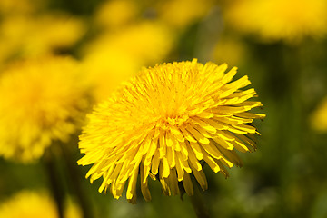 Image showing   close up flowers  dandelions