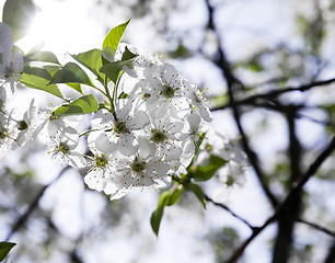 Image showing cherry blossoms . spring