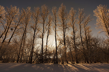 Image showing trees in winter  