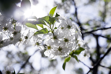 Image showing cherry blossoms . spring