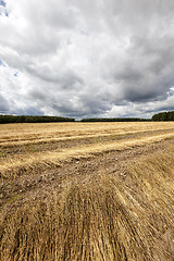 Image showing Agricultural field .  flax 