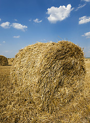 Image showing  after harvesting cereal