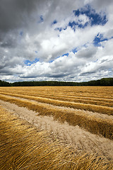 Image showing Flax field . autumn