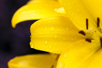 Image showing  yellow lily . spring