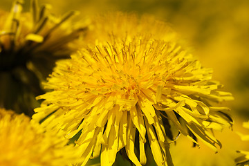 Image showing   close up flowers  dandelions