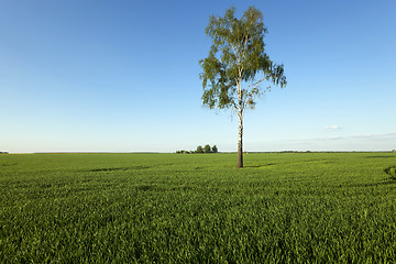 Image showing tree in the field  